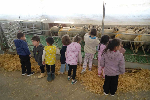 Niğde'de anaokulu öğrencileri, tarım merkezinde hayvancılık üretimini yerinde gördü