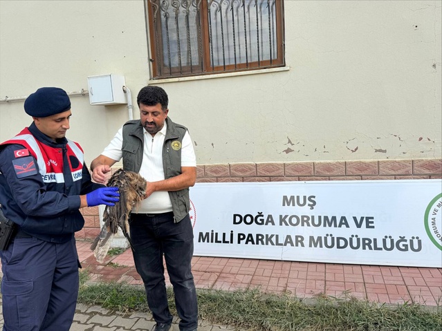 Muş'ta jandarma devriyesi, Muş-Varto yolunda yaralı kızıl şahini korumaya aldı