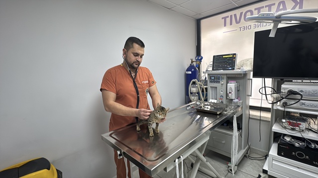 Kütahya'dan getirilen kedi Ballı, Afyonkarahisar'da diyafram fıtığından kurtuldu
