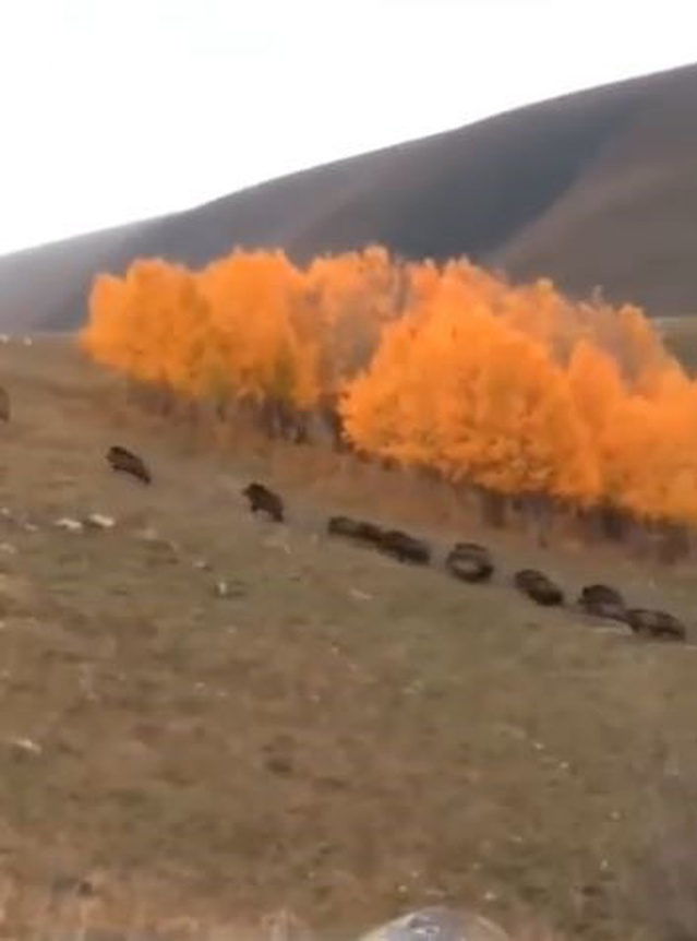 Ardahan'ın Damal ilçesinde domuz sürüsü büyükbaş hayvanların yakınında görüntülendi
