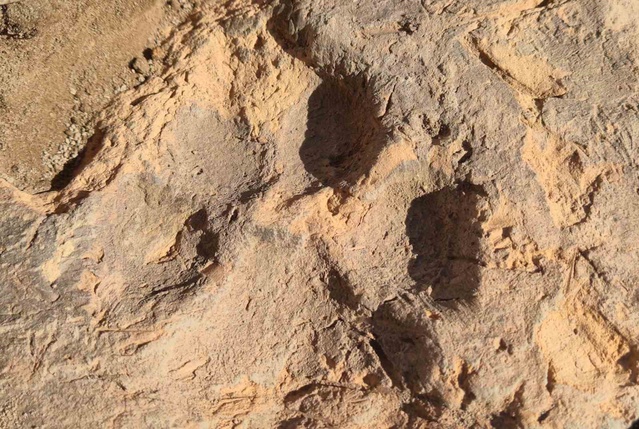 BŞEÜ akademisyenleri Tavşanlı Höyük'te 4 bin yıllık köpek pati izleri buldu