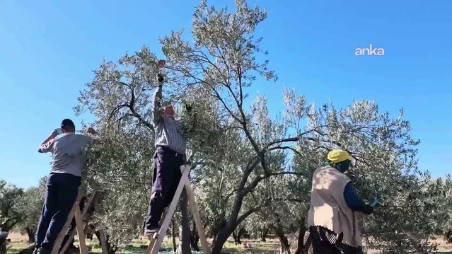 Aydın Karacasu'da zeytin üreticileri maliyet ve düşük fiyat yüzünden zararına satıyor