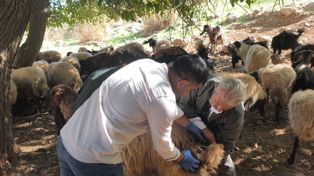 Silopi'de sürü yönetimi kursunda teorik dersler Şimalbey köyünde uygulamaya taşındı