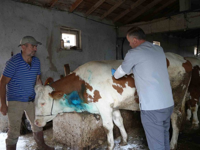 Kastamonu Küre'de boğazına armut kaçan 5,5 aylık gebe inek ameliyatla kurtarıldı