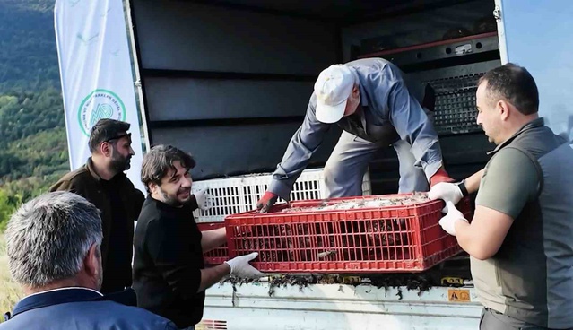 Polonezköy'den Kastamonu'ya getirilen 900 sülün ava kapalı sahada doğaya bırakıldı