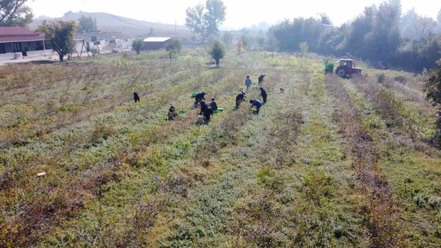 Bolu Mudurnu'da aronya bahçesi kuran Acar çifti, 10 dönümden yüksek verim aldı