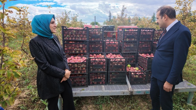 Karaman Cezaevi'nde 4 bin elma ağacının hasadına Başsavcı da katıldı