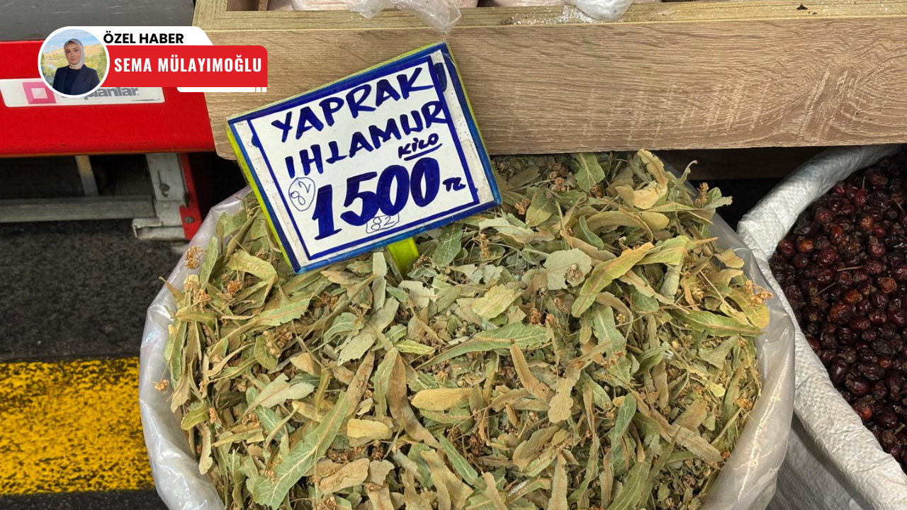 Ihlamur altınla yarışıyor