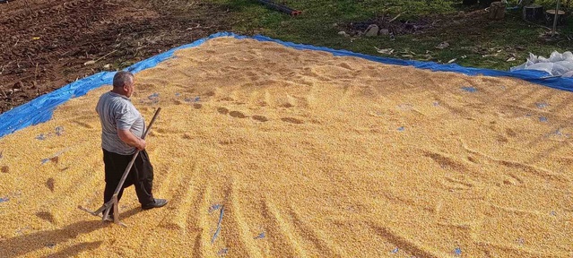 Kahramanmaraş Andırın'da Baki Kıvrak hasadı tamamladı, mısırlar imeceyle kurutuluyor