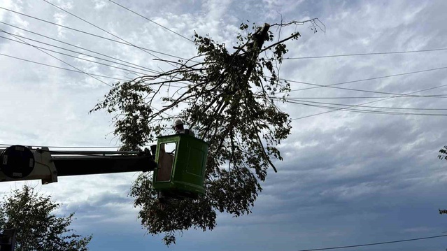 Artvin Hopa'da rüzgâr ağacı devirdi, dallar enerji hattında hasara yol açtı