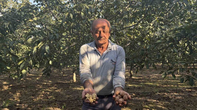Osmaniye Bahçe'de ceviz hasadına başlandı, üretici 250 lirayı kurtarıcı görüyor
