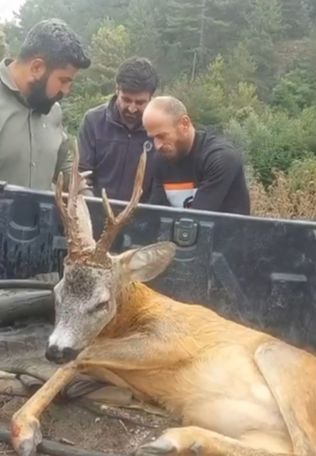 Bolu-Mudurnu yolunda yaralı bulunan ceylan Doğa Koruma ekiplerine teslim edildi