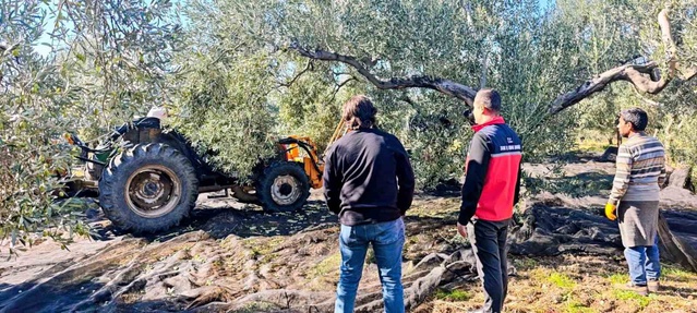 Gömeç'te zeytin hasadı sürerken İlçe Tarım Müdürü Sağıroğlu üreticilerle hasat yaptı