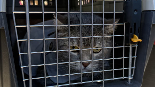 Tokat'ta 3. kez düzenlenen kedi güzellik yarışmasında Pamuk ve Duman birinci seçildi