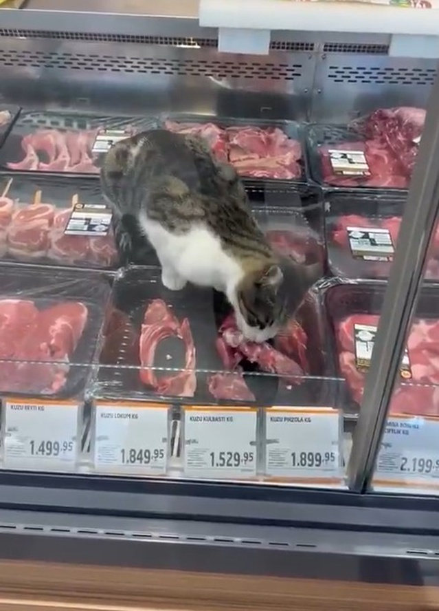 Bursa Mudanya'da kasap reyonuna giren kedi markete 52 bin 800 TL cezaya mal oldu