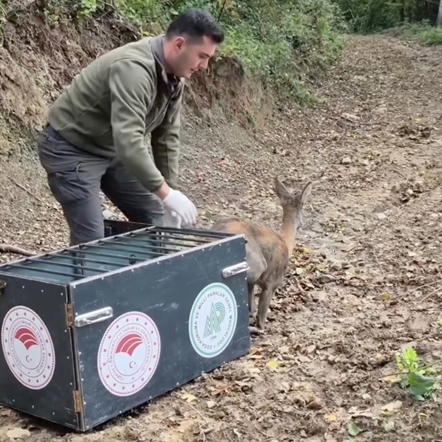 Bartın'da yaralı bulunan karaca tedavi edilip doğal ortamına bırakıldı