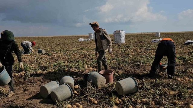 Bitlis Adilcevaz'da patates hasadında mevsimlik işçiler aralık ayına kadar çalışıyor
