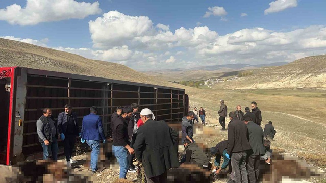 Erzurum Tekman'da hayvan tırı Gündamı virajında devrildi, 130 küçükbaş telef oldu