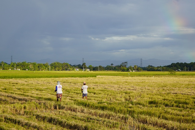 Filipinler'de bu yıl El Nino kaynaklı tarımsal zarar 136 milyon dolara ulaştı