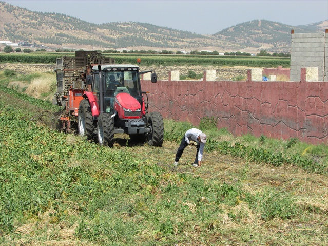 Gaziantep İslahiye ve Nurdağı'nda 9 bin 234 dönümde şeker pancarı hasadı sürüyor