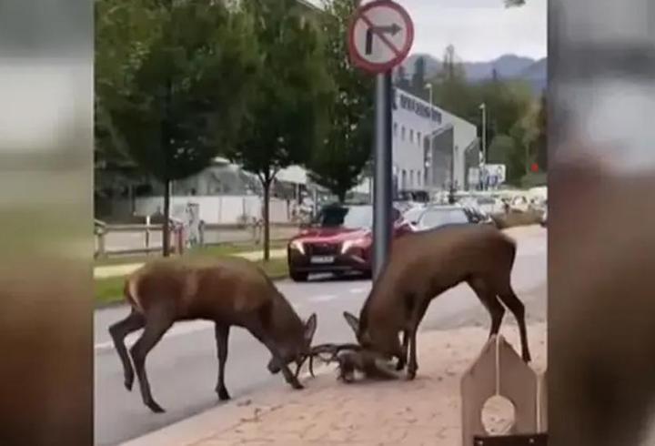 Trafik kilitlendi… Sürücüler gözlerine inanamadı! Kentin göbeğinde dev kapışma
