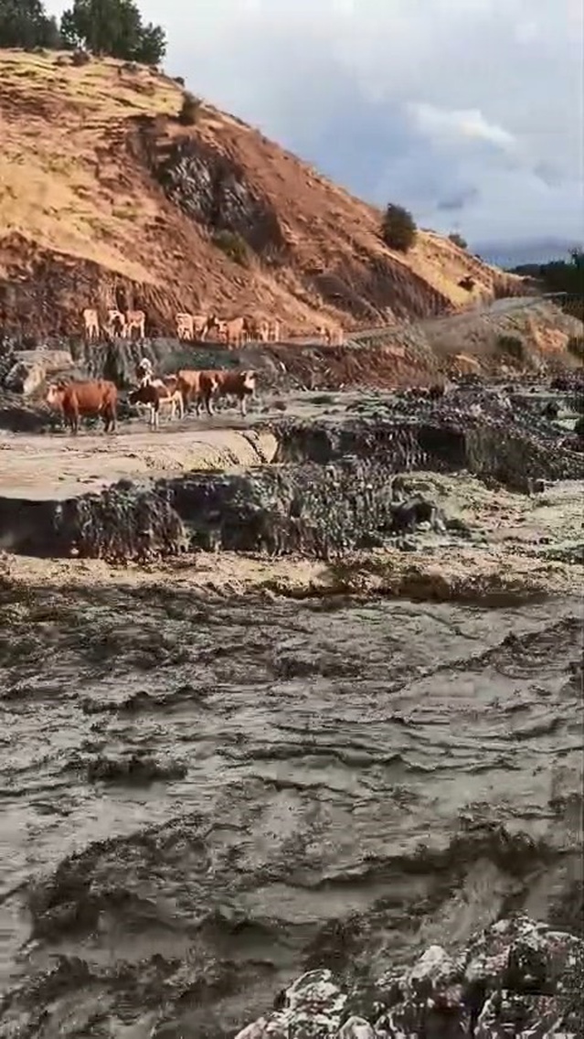 Elazığ Palu Gökdere'de taşkında mahsur kalan inekler yağmur durunca kurtuldu