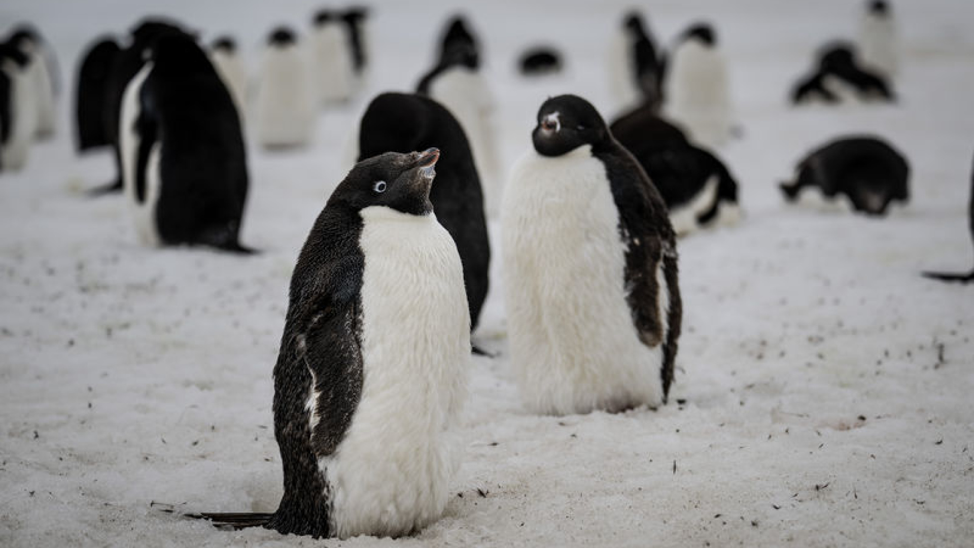 Dünyanın en büyük penguen kolonisi ünvanını kaybetti