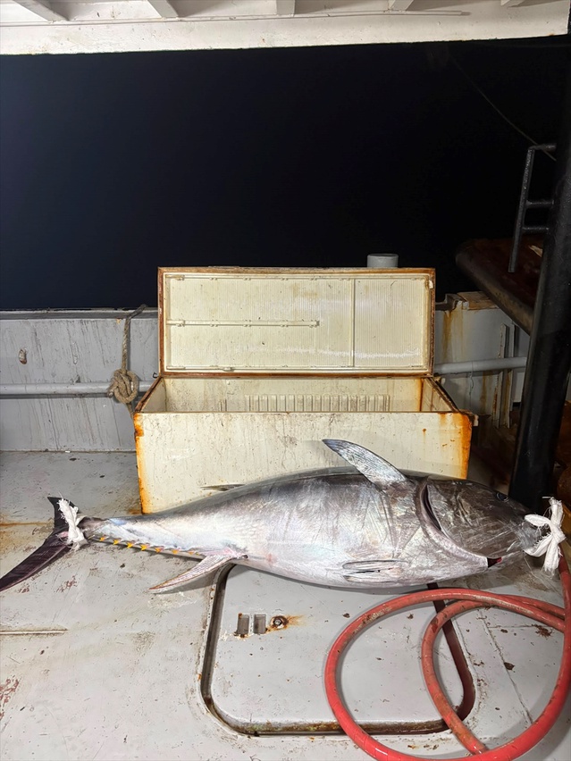 Edirne Enez'de balıkçıların oltasına 2 metre boyunda 175 kilogramlık orkinos takıldı