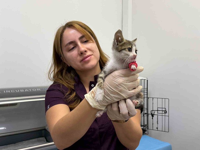 Bandırma'da şiddete uğradığı belirtilen yavru kedi kırık ve kanamayla tedaviye alındı