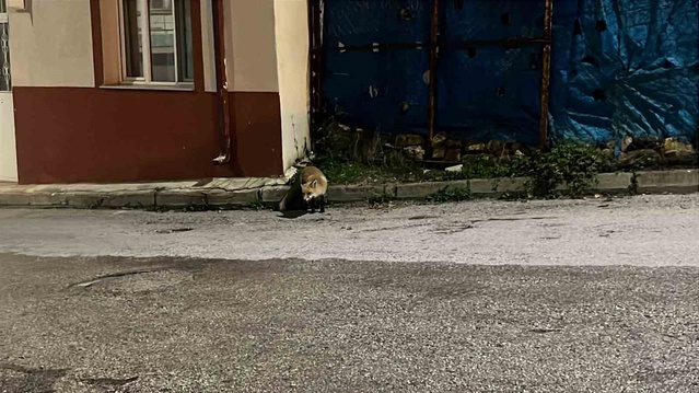 Bayburt'ta yiyecek kavgasında kedi tilkiyi kovaladı, o anlar kameraya yansıdı