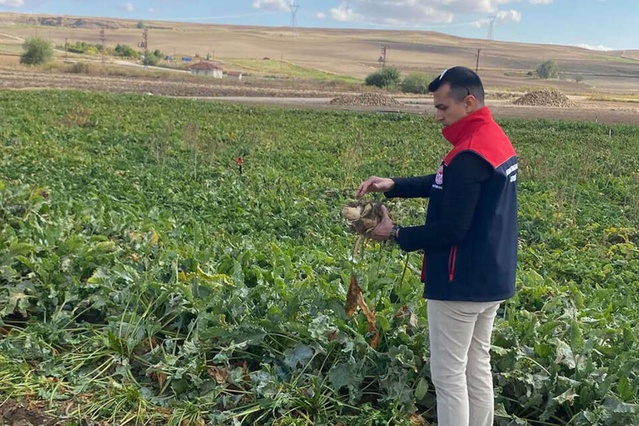 Üreticinin merakla beklediği haber geldi! Şeker pancarı alım fiyatı belli oldu