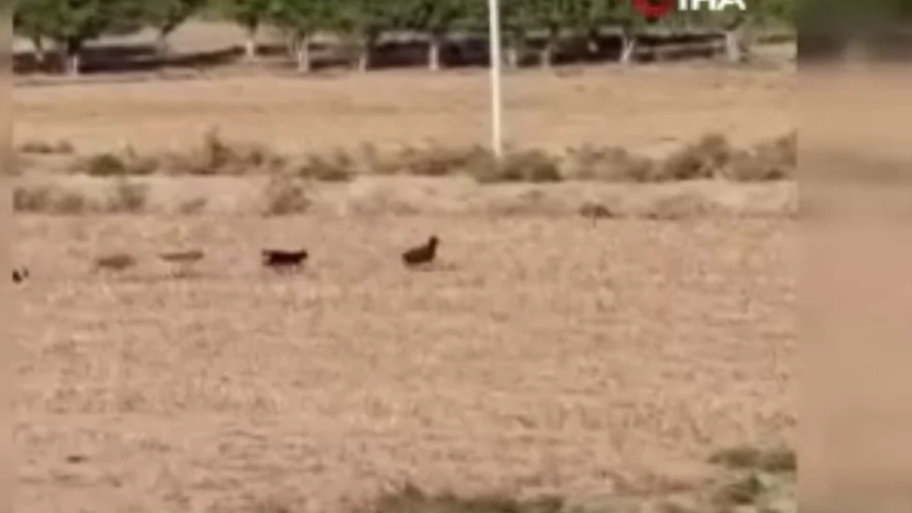 Polatlı'da başı köpekler koyuna saldırdı