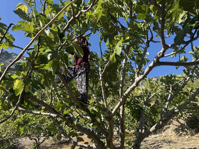 Antalya İbradı'da yaz yağmurları incir rekoltesini 15 tondan 1 tona düşürdü