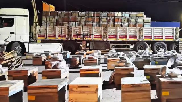 Hakkari'de arı kovanlarına gizlenmiş 91 kilogram uyuşturucu ele geçirildi