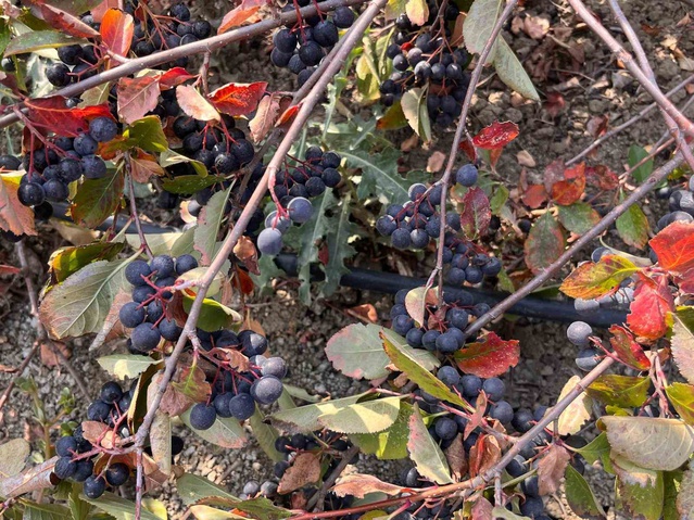 Tekirdağ Hayrabolu'da çiftçi Demirbaş, 5 dönümde bu yıl 2 ton aronya hasat etti