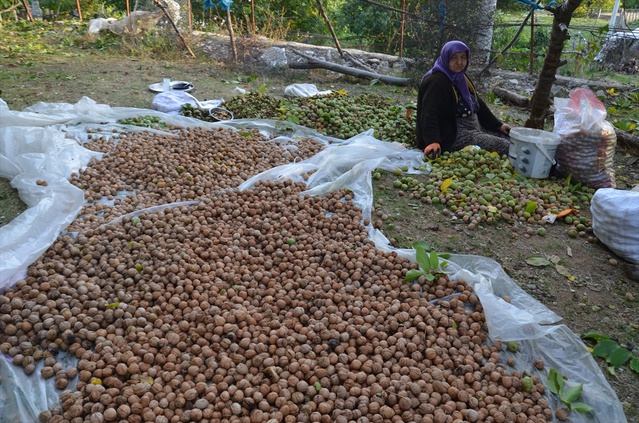 Muş'ta çiftçiler ceviz hasadına başladı, 5 bin dönümde yaklaşık 1100 ton üretiliyor