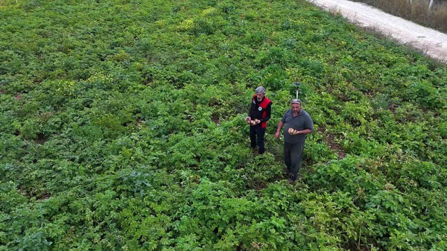 Sivas'ta patates sökümü 29 Ekim'de başlıyor, 500 bin ton üzeri rekolte hedefleniyor