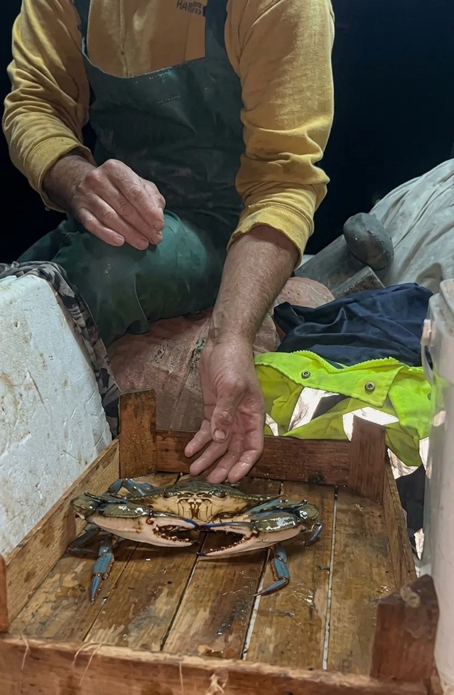 Sinop Ayancık'ta palamut avına çıkan balıkçı, ağındaki dev mavi yengeci denize saldı