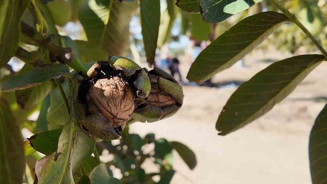 Çorlu'da ceviz hasadı yapıldı, Tekirdağ'da yaklaşık 35 dekarda üretim var