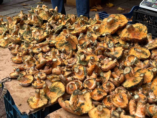 Kütahya Tavşanlı'da dağ mantarı tezgahlarda 350 liradan alıcı buluyor