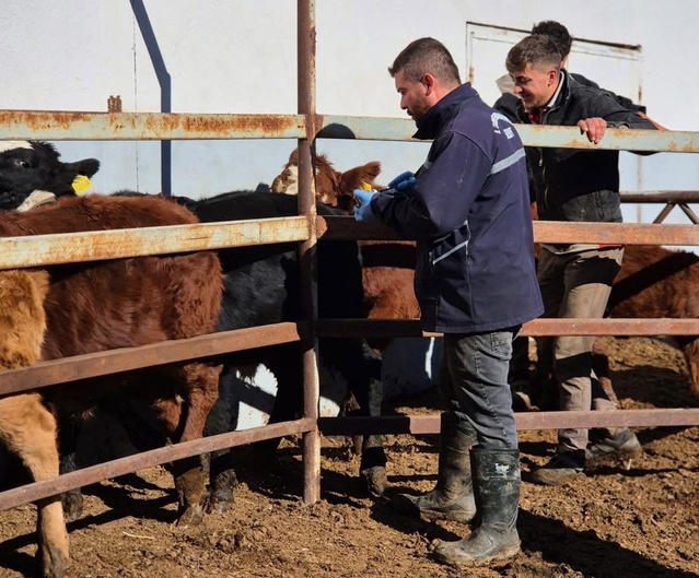 Bayburt Demirözü'nde şap aşılama kampanyası sürüyor, buzağılar küpeleniyor