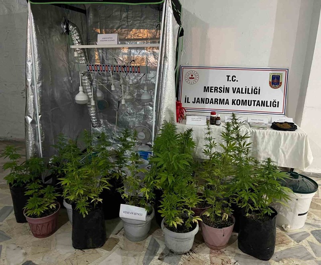 Anamur'da jandarma operasyonunda 1 şüpheli tutuklandı, 51 hint keneviri bulundu