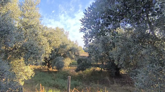Kadirli'de zeytin üreticileri bu yıl 70-80 liradan 15-20 liraya düşen fiyattan yakındı