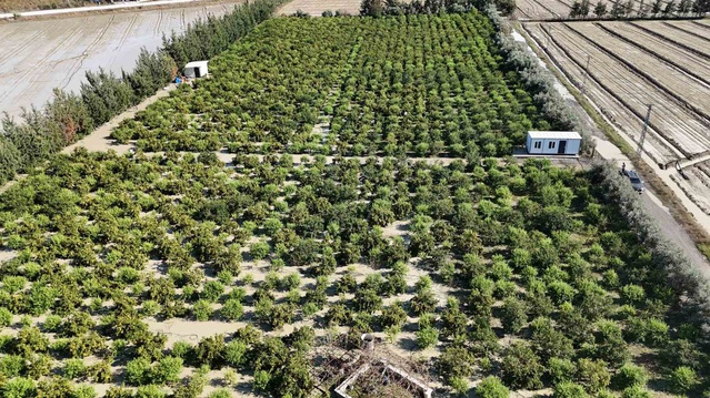Hatay Arsuz'da ceviz büyüklüğünde dolu, 25 dönümlük erkenci mandalina hasadını vurdu