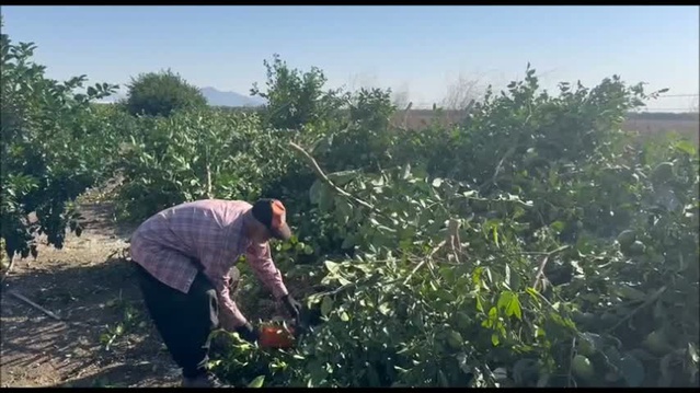 Ayhan Barut, limon 1 lira etmeyince ağaç kesen çiftçilerle görüştü