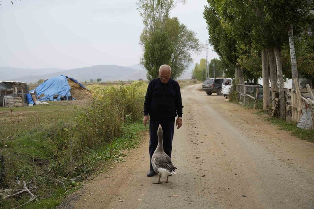 Sürüsünden dışlanan kaz, Kelkit'te 65 yaşındaki İsmail Gürbüz'e aile gibi bağlandı