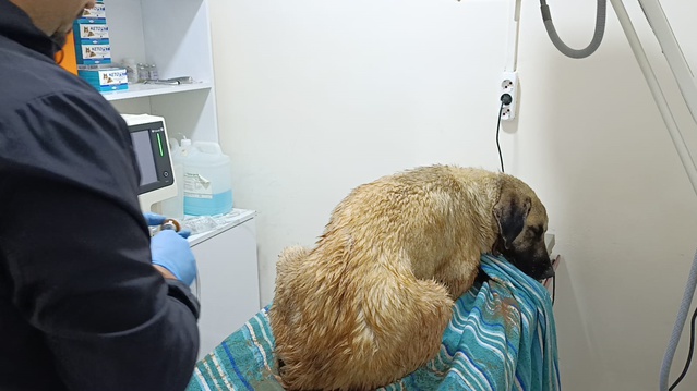 Gaziantep İslahiye'de selde sürüklenen arka bacakları kırık köpek tedaviye alındı