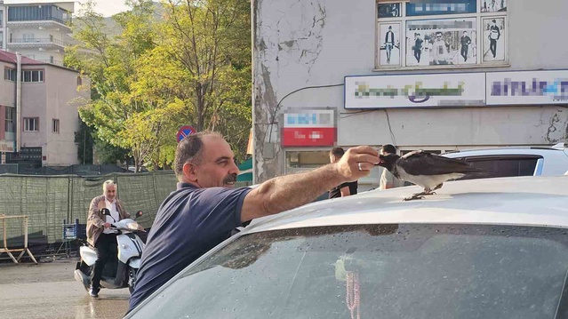 Bitlis Adilcevaz'da kasap bitkin kargaya sahip çıktı, karga her gün dükkana geliyor