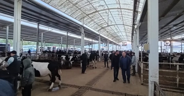 Aydın Nazilli'de canlı hayvan pazarına küpesiz ve belgesiz hayvan sokulmadı