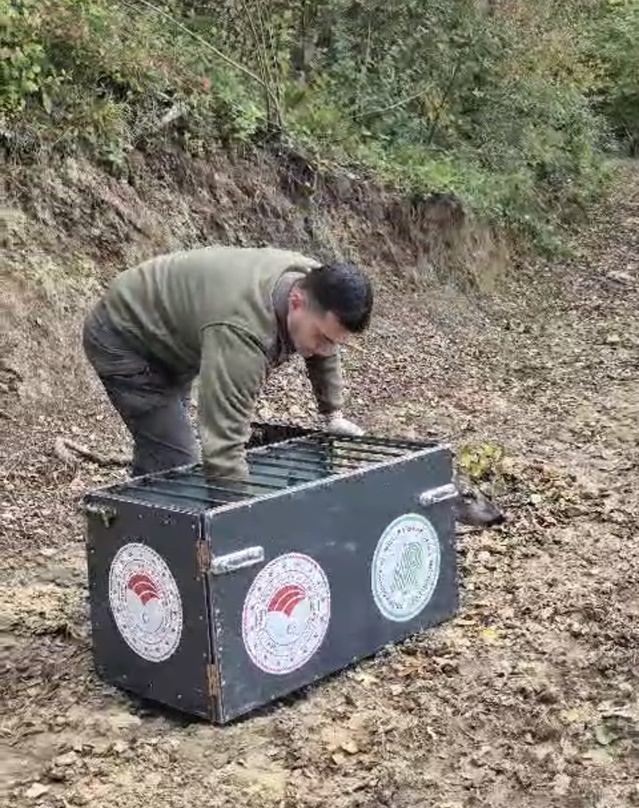 Bartın'da otomobilin çarptığı 3 yaşındaki karaca tedavi sonrası doğaya salındı